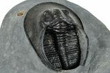 Detailed Scotoharpes Trilobite - Boudib, Morocco #260374-4